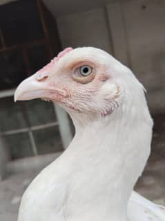 Paper white top quality ki Madi