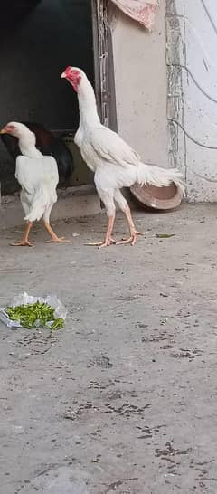 shamo shamoo shamu eggs available pure blood line