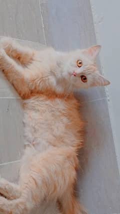 male female  cats sell Persian