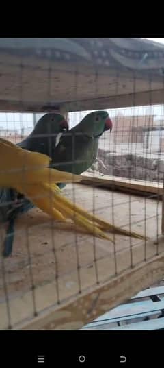 Yellow and blue pair for sale