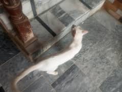 billa