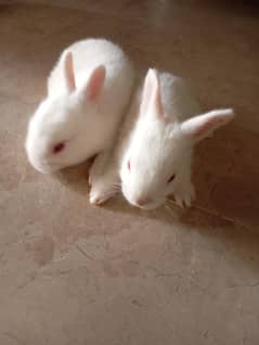 Healthy Baby Rabbits for Sale – Cute & Playful 