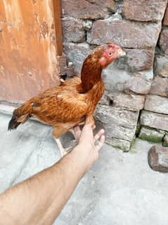 Aseel shamo cross female