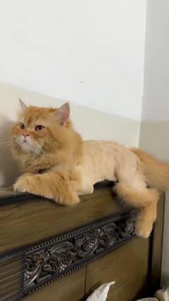 Tripple coat percian male cat