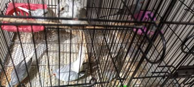 diamond dove bird's for sale