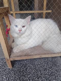 Persian cat for sale