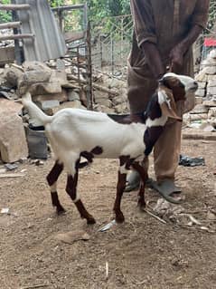 bakra
