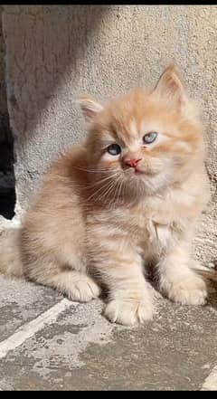 cat kitten s