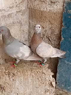 white baar breeder pair available