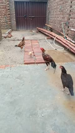 Mianwali aseel murgha and murghiyan awailable