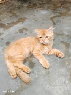Persian
