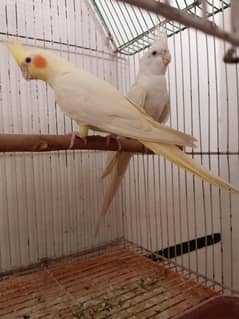 Cocktail pair male eno female common white | Cockatiel