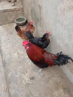 I m sale. 2 Hana and one Margah