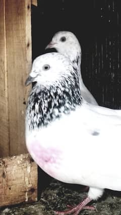 breeder pair for sale
