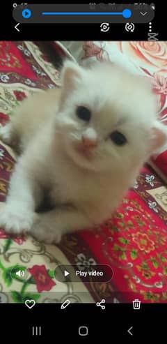 Persian kittens