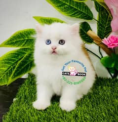 Persian Kittens|Odd eyes Hazel triple Coated |Punch face | fluffy |cat