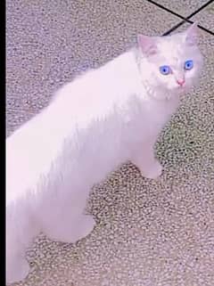 Persian