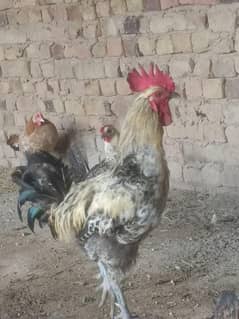 Murga