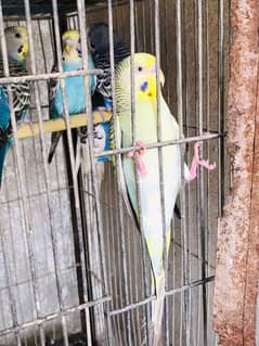 budgies parrots whatapp 03152492803 telenor wala whatapp pr nhi hai
