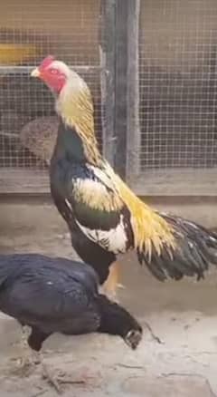 aseel Sindhi jawa pair