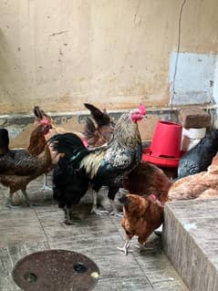 sale hens 11