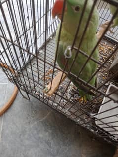 raw parrot