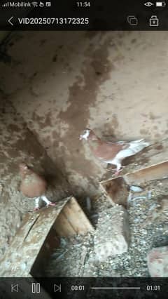 bhara pigeon for sale