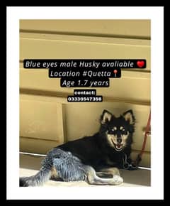 Siberian Husky for sale
