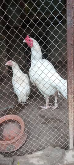 Heera