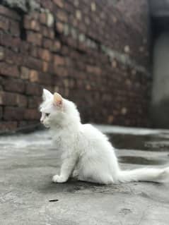Persian