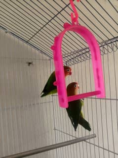 Fisher love birds for sale