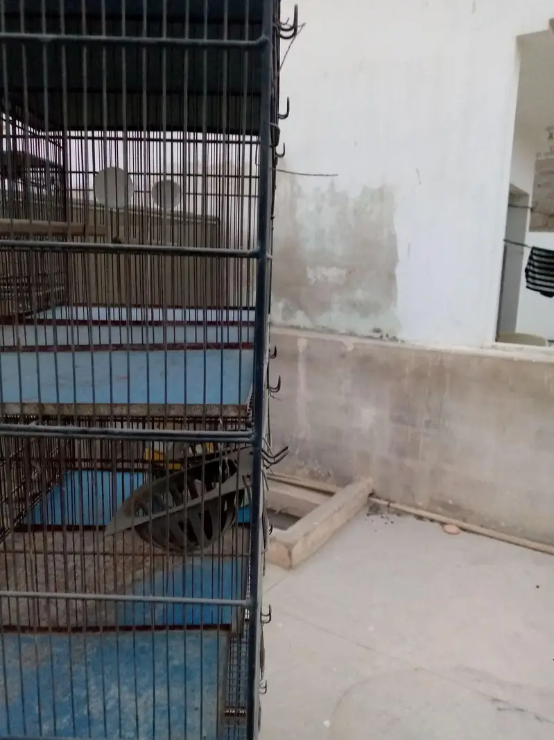 Cages — photo 2