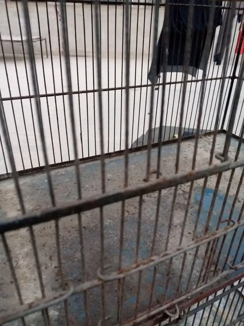 Cages — photo 3