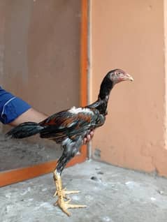 high quality aseel chick's for sale.