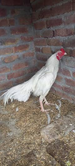heera