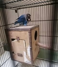love bird breeder pair