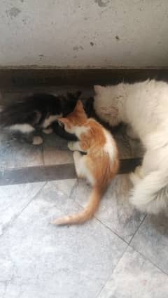 for