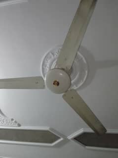 fan
