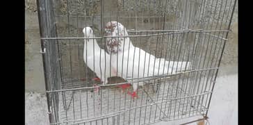 patti wala pair for sale. .