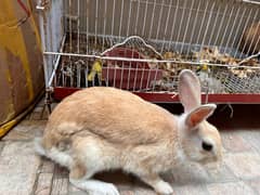 Cottontail Rabbits