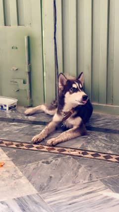 Siberian husky double coated