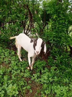 Desi Sindhi goat