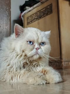 Persian