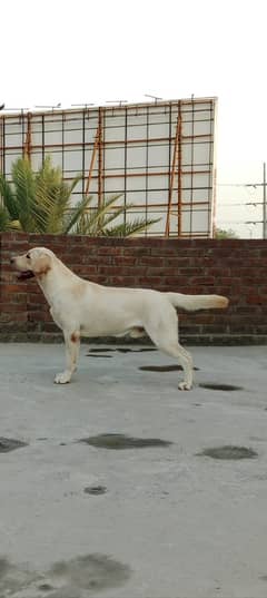 Labrador