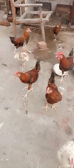 dasi lomun aseel hen for sale