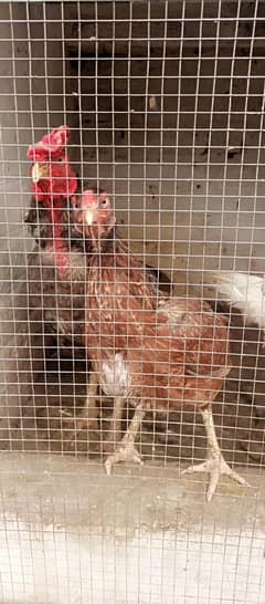 aseel hen for sale
