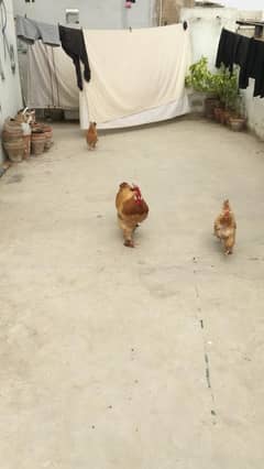 Fancy hen (golden buff) 3 piece