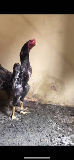 Shamo chicks
