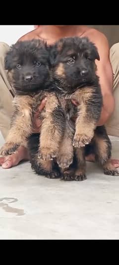 German shepherd Pair | GSD puppies| Long Coat Puppies For Sale