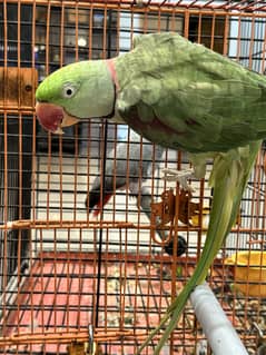Male